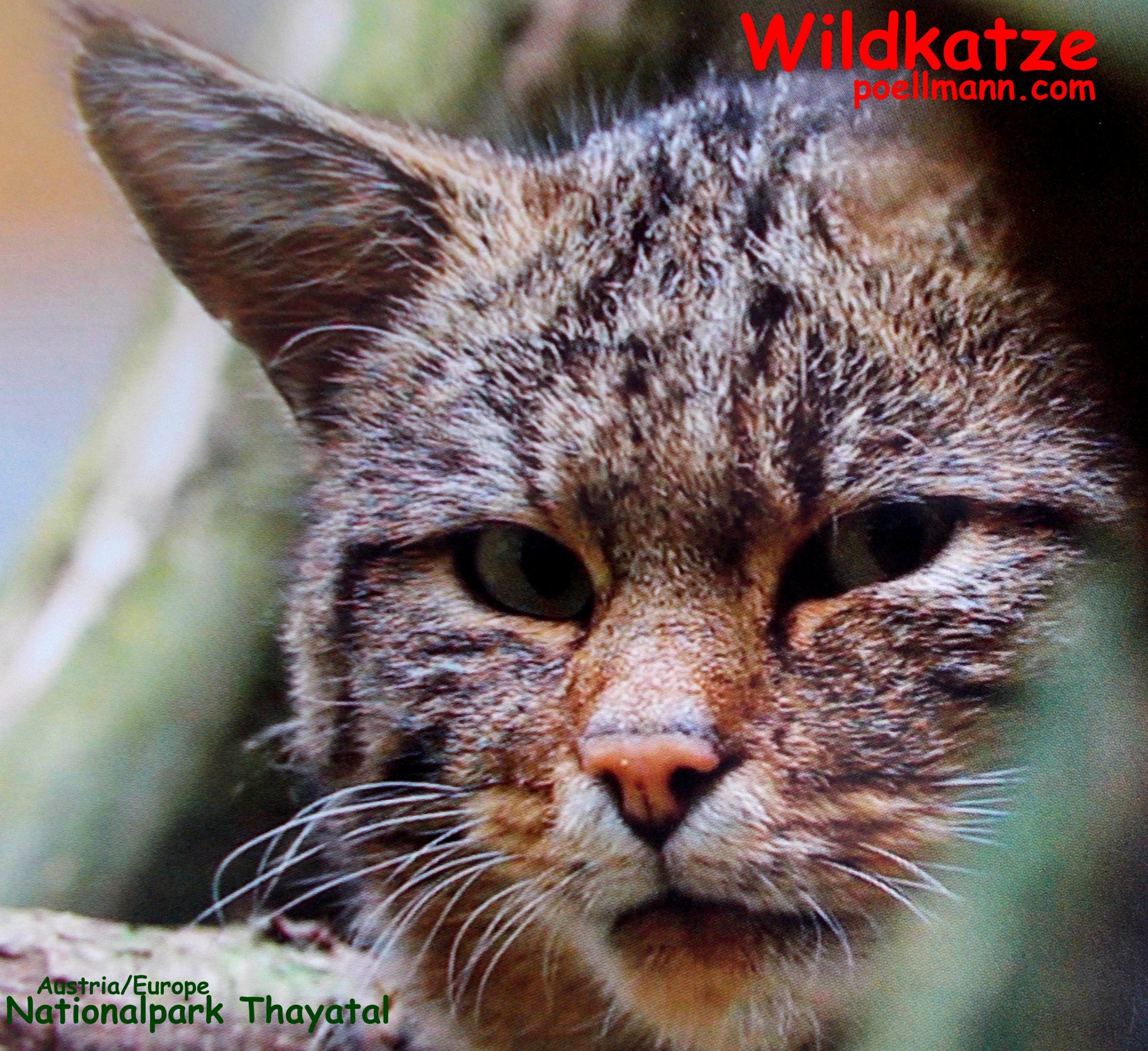 Wildkatze, Wildcat
